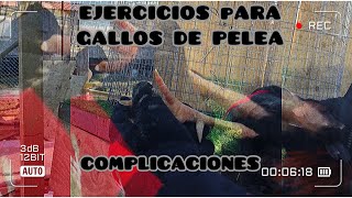 EJERCICIOS PARA GALLOS DE PELEA [upl. by Vita]