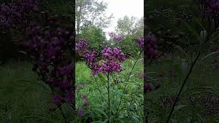 Ironweed Historical Herbal Uses Homesteading 101 herbs homesteading [upl. by Amalia868]