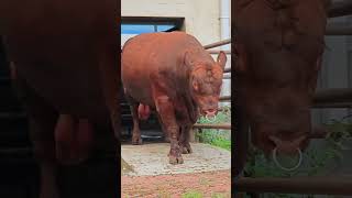 ¡Animales GIGANTES captados en cámara🤯🎥 animals animales gigante animalworld zoo parati [upl. by Isiahi]