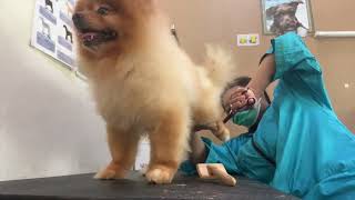 Pomeranian Dog Hair Cut and Shower  Dog Grooming Tutorial  How to Cut Pomeranian Dog Hair at Home [upl. by Nnahaid]