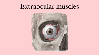 Anatomy of the eye extraocular muscles [upl. by Stricklan894]