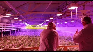 Aphria Inc TSEAPH Leamington Cannabis Grow Operations [upl. by Yarod556]