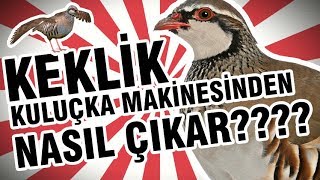 Keklik Kuluçka makinasından nasıl çıkar [upl. by Ynnahc]