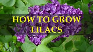 HOW TO GROW LILACS [upl. by Flore]