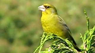 Birds of Britain UK  Greenfinch calling in the Spring ♪♫ [upl. by Aronael113]