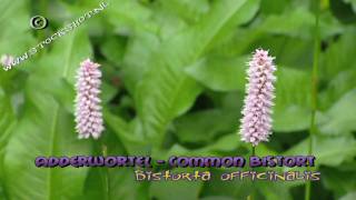 adderwortel  common bistort  Persicaria bistorta [upl. by Philemol]