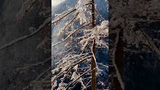 Königsee  Malerwinkel Berchtesgaden [upl. by Appel]