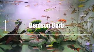 Denison Barb  ปลาตะเพียนหน้าแดง [upl. by Denys657]