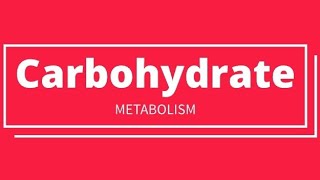 Carbohydrate Metabolism biochemistry glucose carbohydrates metabolism [upl. by Ladnik]