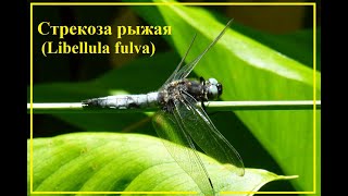 Стрекоза рыжая Libellula fulva [upl. by Geoffrey]