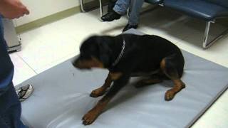 Rottweiler with Narcolepsy amp Cataplexy  Pt 3 [upl. by Nimajneb]