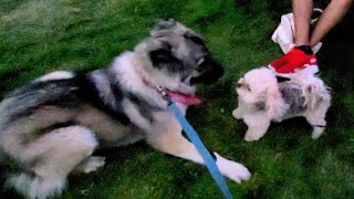 Pixies Adventure at the American Fork Steel Days 2024 Carnival  Part 2  Caucasian Shepherd [upl. by Ayhtin]