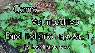 como va mi cultivo de frijol italiano [upl. by Naved875]