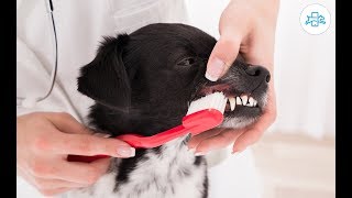 como LIMPAR DENTES de CACHORRO com tartaro  Escovação Caseira [upl. by Milstone]