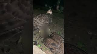 crested goshawk 😱 [upl. by Enairb845]