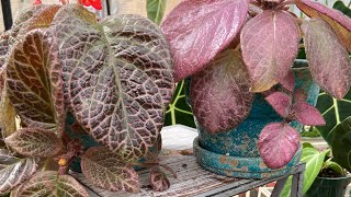 How ToEpiscia Care And Propagation [upl. by Drescher]