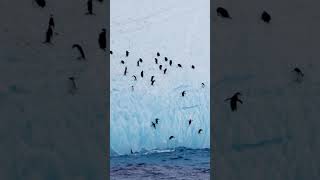 Penguins Climbing Iceberg is The Coolest Thing Youll See Today [upl. by Enellij]