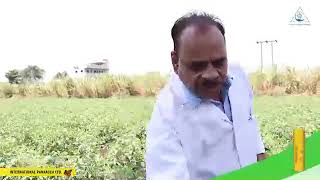 Use of IPL Bio fertilizers for tomato cropsHINDI [upl. by Shepherd]