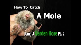 How To Catch A mole Using A Garden Hose Pt 2  Its all Connected  The Hole [upl. by Treborsemaj]