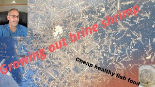 Growing brine shrimp 🍤 to adultsGreat food for your fish 🐟 [upl. by Drolet]