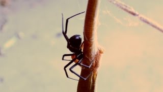 Unbelievable Black Widow Spider vs and EATS Alligator Lizard V12395 [upl. by Emanuele]