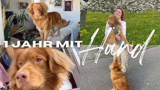 1 JAHR mit HUND 10 Tipps  Hund und Studium TOLLER Welpe Nova Scotia Duck Tolling Retriever [upl. by Haleelahk]