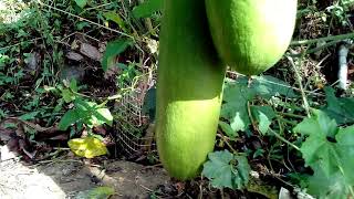 How to grow zocato cassabanana musk cucumber perennial organics gardening farming [upl. by Eltsirk566]