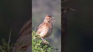 Rufousnaped Lark singing and wing flapping [upl. by Jdavie983]