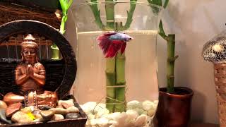 Feeding Betta Hikari BioGold Pellets [upl. by Leach891]