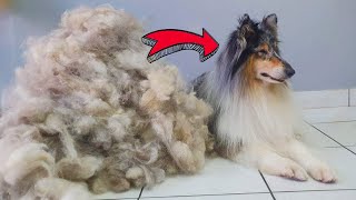 ALL HER HAIR  HUGE UNDERCOAT REMOVAL ManWithTheDogs Deshedding Rough Collie Grooming [upl. by Devehcoy]