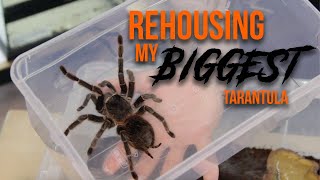 Rehousing my BIGGEST tarantula  Adult Female Salmon Pink Birdeater  Lasiodora parahybana [upl. by Cyrillus]