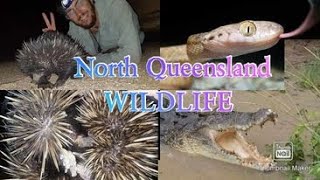 Rescued echidna amp Crocodile swims next to me while fishing [upl. by Tnairb]