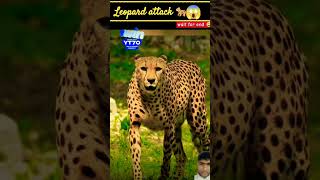 Leopard se Samba ho gaye to kya kare [upl. by Rephotsirhc]