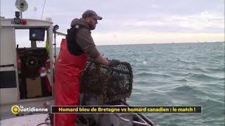 Homard bleu de Bretagne vs homard canadien  le match [upl. by Anattar]