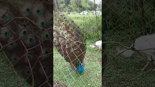 🦚Beautiful peacock opening feathersnational birdyoutubeshortsshortvideoseemaavantika2848 [upl. by Sibeal881]