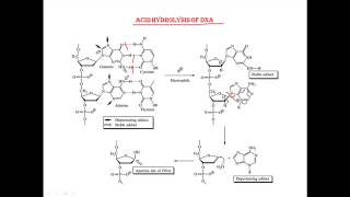 Acid hydrolysis of DNA [upl. by Grayce]