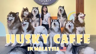 【マレーシアVlog】マレーシアにあるハスキーカフェに行ってきたよ！ [upl. by Adnamahs]