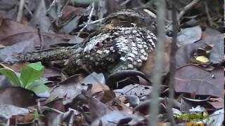 El GUABAIRO de Puerto Rico nido DOCUMENTAL PUERTO RICAN NIGHTJAR Antrostomus noctitherus ENDEMICA [upl. by Anchie]