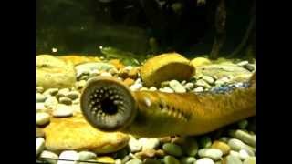 Sea lamprey Petromyzon marinus [upl. by Birdt]