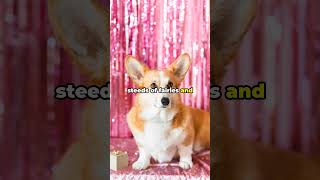 Pembroke Welsh Corgis The Queens Favorite and More doglover dogbreedscorgi puppy [upl. by Norramic123]