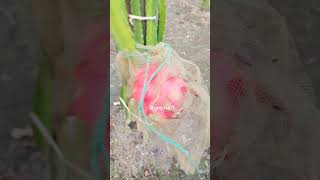 Dragon fruit ki kheti pitaya farmingdragonfruitfarming dragonfruitcultivation agrono1 video [upl. by Che60]