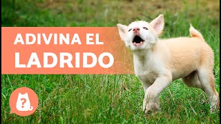 ADIVINA la RAZA de PERRO por el LADRIDO 🐶🔊 ¿Cuánto sabes de perros [upl. by Eerak]