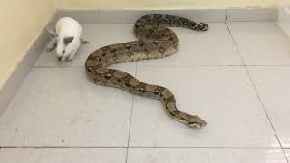 Live Feeding  Boa Constrictor Eating Rabbit  افتراس [upl. by Annaihr957]