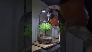 Decor Terrarium 14 terrariumart trending aquarium terrariumdesign terrarium miniterrarium [upl. by Cristian]