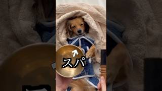 愛犬にスパしたら耳の中がすごすぎた！ [upl. by Airyt]