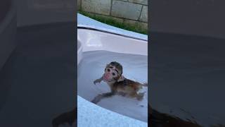 Baby monkey likes take in bathtub monkey babymonkey cute animals adorable [upl. by Juan]