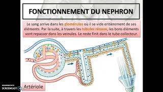 Cours 28  Le système urinaire [upl. by Dyanna896]