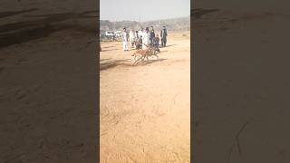 dog Race in punjab indian dog greyhound trending viral [upl. by Buehler]