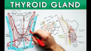 Thyroid Gland  Anatomy Tutorial  Description Relations and Blood Supply [upl. by Hachman]