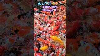 Safari ParkBangkok travel bangkok fish fishing shortvideo vairalvideo fun foryou love v [upl. by Shea]